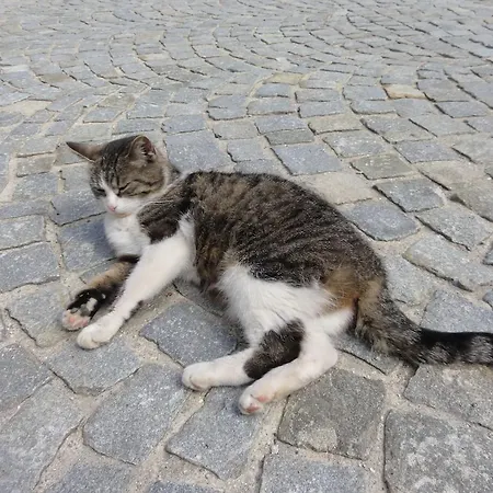 Apartmán Biohof Weissensteiner Ullrichs