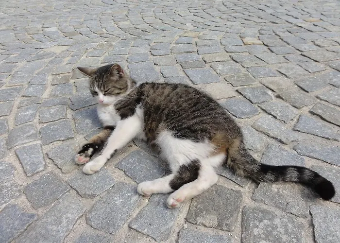 Apartamento Biohof Weissensteiner Ullrichs